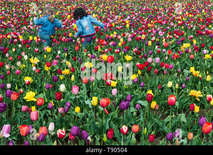 Deux jeunes filles jouant dans un champ de tulipes dans l'Oregon Banque D'Images