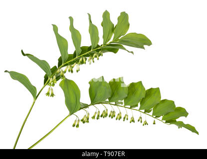 Le sceau de Salomon (Polygonatum multiflorum) isolated on white Banque D'Images