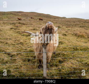 Highland Cow scratching sur post, île de Skye, Écosse Banque D'Images