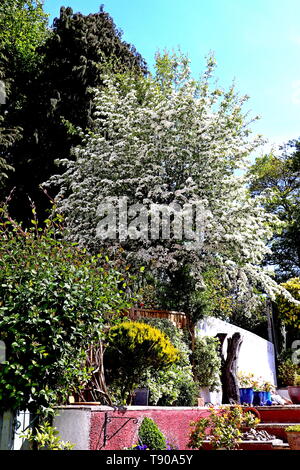 L'aubépine, Crataegus, aubépine, quickthorn, thornapple, peut-tree, whitethorn, hawberry, genre Rosacées, originaire de l'hémisphère nord en Europe Banque D'Images