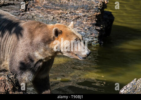 Polar bear - Ours brun ours polaire hybride / hybride grizzly-également appelé Ours ours grolar / pizzly / nanulak, rare hybride des ursidés. Banque D'Images