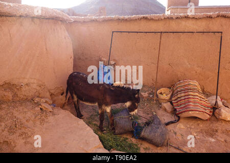 Âne brun debout dans la Kasbah Ait Ben Haddou près de Ouarzazate dans les montagnes de l'Atlas du Maroc. Banque D'Images