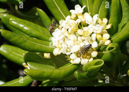 Vue rapprochée de deux abeilles recueillir le miel de fleurs blanches sur le pollen des fleurs Pittosporum tobira bush Banque D'Images