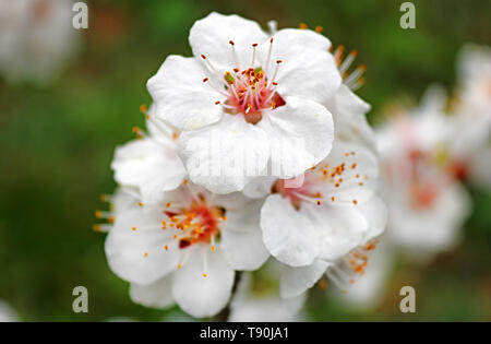 Vue rapprochée de l'abricotier en fleur sur la journée ensoleillée à l'extérieur. Printemps Banque D'Images