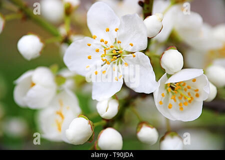 Vue rapprochée de l'abricotier en fleur sur la journée ensoleillée à l'extérieur. Printemps Banque D'Images