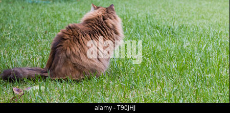 Race de chat sibérien se reposant dans un jardin, l'élevage de pure race chaton poilu Banque D'Images