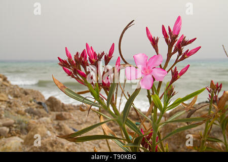 Gros plan de la fleur de Nerium oleander, dans l'arrière-plan la mer Méditerranée Banque D'Images