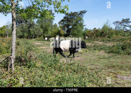 Le pâturage du bétail à ceinture noire à l'habitat des landes dans le West Sussex, UK Banque D'Images