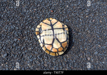 Vue de dessus de l'eau douce une tortue serpent commun spécimen, Chelodina longicollis, trouvés dans le milieu de la route près de Armidale, NSW, Australie Banque D'Images