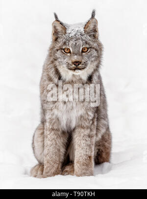 Le lynx du Canada, Lynx canadensis est originaire d'Amérique du Nord. Il peut être trouvé au Canada, en Alaska et dans les Montagnes Rocheuses et le Nouveau Mexique. Banque D'Images