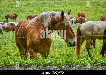 Great Smoky Mountain National Park chevaux stable Banque D'Images