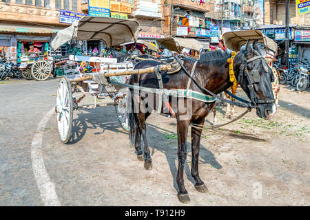 Odhpur, Inde - le 14 octobre 2018 : transport de chevaux à Sardar market place à Jodhpur, Rajasthan, Inde. Banque D'Images