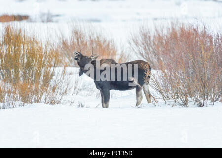 Bull Moose dans le parc de Yellowstone Banque D'Images