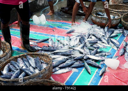 Frais de déchargement pêcheur prise de poissons de la voile Banque D'Images