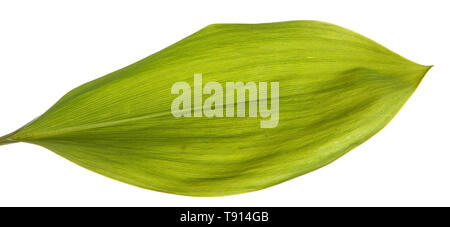 Vert feuilles de lis de la vallée des fleurs. Isolated on white Banque D'Images