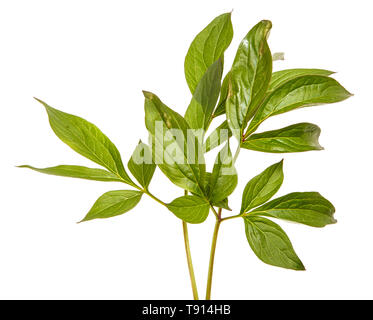 Pousses vertes de fleurs de pivoine. Isolated on white Banque D'Images