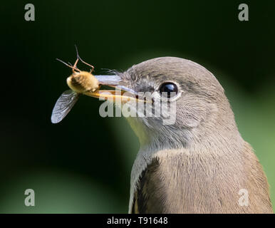 Moucherolle tchébec Empidonax minimus, close-up, manger un bug dans Saskatoon, Saskatchewan Banque D'Images