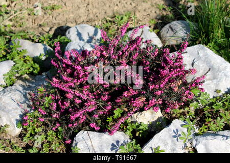 Bruyère commune ou Calluna vulgaris ou Ling ou Heather arbuste vivace à croissance lente avec de plantes à fleurs d'un pourpre fleurs en racèmes simples Banque D'Images