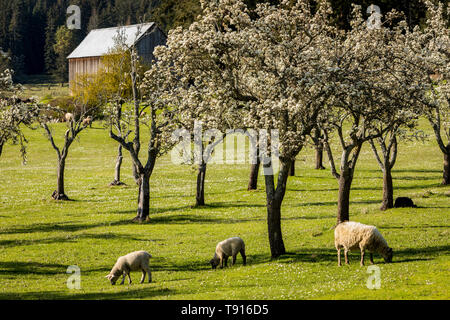 Les moutons et les agneaux nouveau-nés se nourrissent dans le soleil du printemps dans le parc provincial Ruckle Farm sur Salt Spring Island, British Columbia, Canada. Banque D'Images