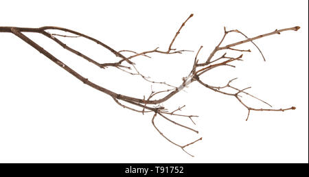 Branches de lilas sec isolated on white Banque D'Images