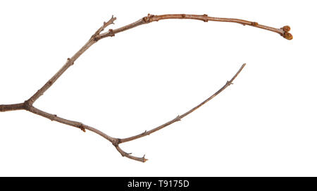 Branches de lilas sec isolated on white Banque D'Images