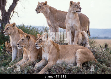 5 lionnes sur mound, Parc National de Masai Mara, Kenya Banque D'Images