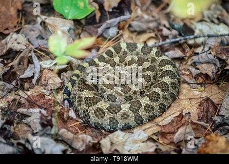 , Massasauga Sistrurus catenatus catenatus, lovés dans les feuilles d'automne Banque D'Images