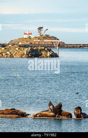 L'Otarie de Californie (Zalophus californius) et de l'Otarie de Steller (Eumetopias jubatus) sur pontons flottants. Le phare de la pointe de la batterie à l'arrière-plan. Crescent City, Californie, USA. Banque D'Images