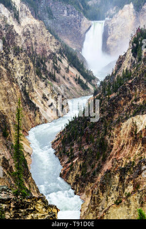 La Yellowstone River coule sur la Basse tombe dans le Yellowstone Grand Canyon de la Yellowstone. C'est dans le Parc National de Yellowstone dans le Wyoming aux États-Unis. Banque D'Images