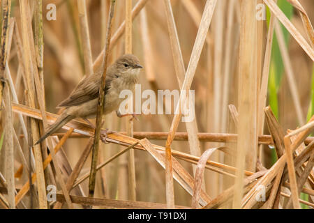 Savi's Warbler (Locustella luscinioides). Entre les roseaux d'oiseaux. Polésie. L'Ukraine Banque D'Images