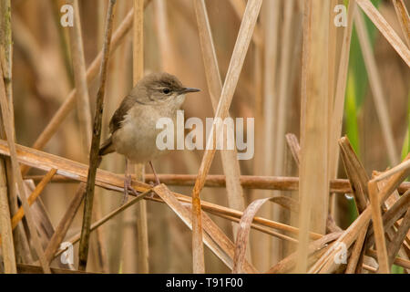 Savi's Warbler (Locustella luscinioides). Entre les roseaux d'oiseaux. Polésie. L'Ukraine Banque D'Images