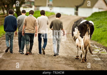 Les garçons marchant le long d'une route de terre, à la tête d'une vache. Banque D'Images