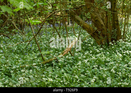 Domaine de l'ail sauvage, rançon, dans un paysage naturel, West Sussex, Angleterre, Royaume-Uni, Europe Banque D'Images