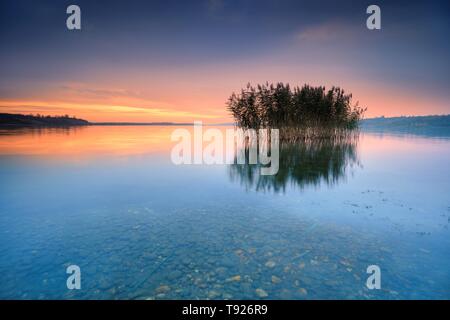 Roseaux reflète dans le lac Geiseltalsee au lever du soleil, la Saxe-Anhalt, Allemagne Banque D'Images