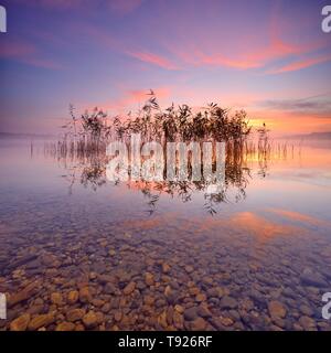 Roseaux reflète dans le lac Geiseltalsee au lever du soleil, la Saxe-Anhalt, Allemagne Banque D'Images