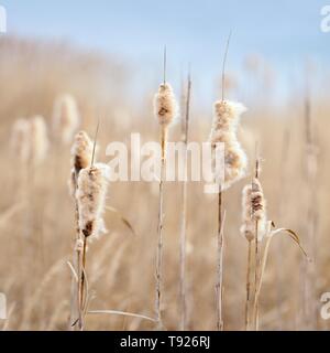 La floraison en quenouille (Typha) ceinture de roseaux, le lac Geiseltalsee, Saxe-Anhalt, Allemagne Banque D'Images