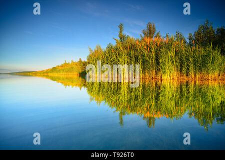 Lac tranquille avec des roseaux sur la rive, l'eau, réflexion Geiseltalsee, plus grand lac artificiel d'Allemagne, en Saxe-Anhalt, Allemagne Banque D'Images