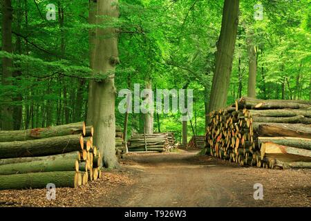 Forêt de hêtres avec des troncs d'arbres empilés sur un chemin forestier, Mecklembourg-Poméranie-Occidentale, Allemagne Banque D'Images
