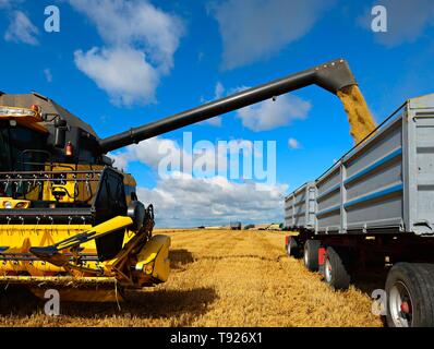 Décharge de moissonneuse-batteuse sur la remorque de grain de maïs, sous ciel bleu avec des nuages, Saalekreis, Saxe-Anhalt, Allemagne Banque D'Images