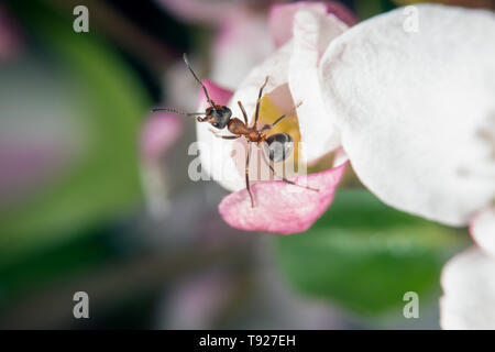 Bois Rouge et sur un pommier sauvage arbre en fleur Banque D'Images