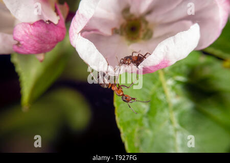 Bois Rouge et sur un pommier sauvage arbre en fleur Banque D'Images