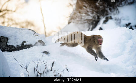 Macaque japonais dans les sauts. Nom scientifique : Macaca fuscata, également connu sous le nom de snow monkey. L'habitat naturel. Le Japon Banque D'Images