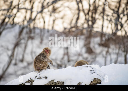 Macaques japonais sur le rocher au coucher du soleil . Nom scientifique : Macaca fuscata, également connu sous le nom de snow monkey. L'habitat naturel. Le Japon. Banque D'Images