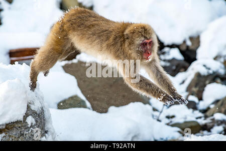 Macaque japonais dans les sauts. Nom scientifique : Macaca fuscata, également connu sous le nom de snow monkey. L'habitat naturel. Le Japon Banque D'Images