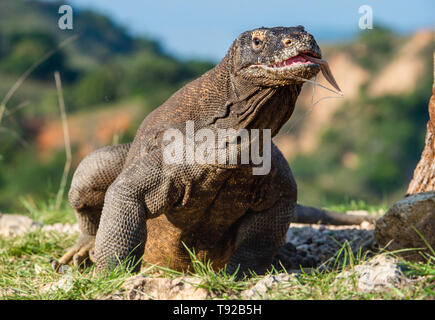 Dragon de Komodo a collé dehors avec sa langue fourchue renifler l'air. Nom scientifique : Varanus komodoensis. Plus important dans le monde vivant de lézard dans l'habitat naturel. Banque D'Images