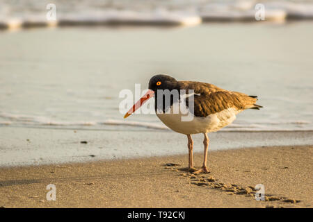 Huîtrier d'Amérique (Haematopus palliatus) avec les bandes, numéro 38, les promenades le long de la plage à l'aube à Cape May, NJ Banque D'Images