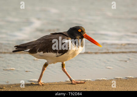 Huîtrier d'Amérique (Haematopus palliatus) avec les bandes, numéro 38, les promenades le long de la plage à l'aube à Cape May, NJ Banque D'Images
