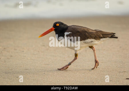 Huîtrier d'Amérique (Haematopus palliatus) avec les bandes, numéro 38, les promenades le long de la plage à l'aube à Cape May, NJ Banque D'Images