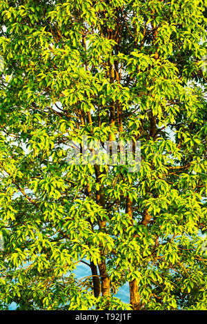 Un arbre rempli de feuilles. lgreen à Lakeside Pokhara Népal Banque D'Images