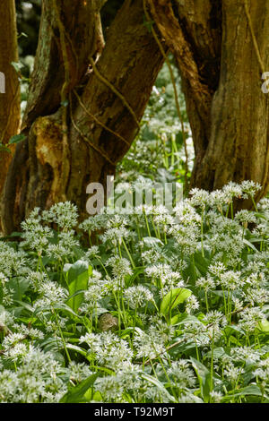 Domaine de l'ail sauvage, rançon, dans un paysage naturel, West Sussex, Angleterre, Royaume-Uni, Europe Banque D'Images